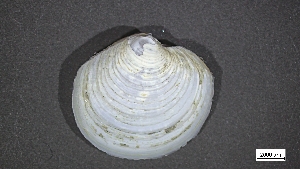  (Lucinoma annulatum - MV22-IO-M013)  @11 [ ] C (2024) Tara Macdonald Biologica Environmental Services Ltd.