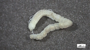  ( - MV22-LG47-AN002)  @11 [ ] C (2025) Tara Macdonald Biologica Environmental Services Ltd.