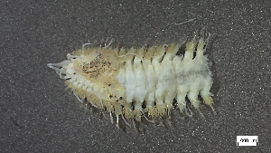  ( - MV22-LG47-AN005)  @11 [ ] C (2025) Tara Macdonald Biologica Environmental Services Ltd.