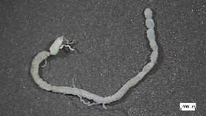  ( - MV22-LG8B-AN014)  @11 [ ] C (2025) Tara Macdonald Biologica Environmental Services Ltd.