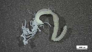  ( - MV22-LG8B-AN017)  @11 [ ] C (2025) Tara Macdonald Biologica Environmental Services Ltd.