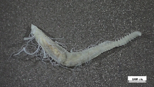  ( - MV22-LG8B-AN018)  @11 [ ] C (2025) Tara Macdonald Biologica Environmental Services Ltd.