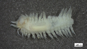  (Malmgreniella bansei - MV22-LG8B-AN022)  @11 [ ] C (2025) Tara Macdonald Biologica Environmental Services Ltd.