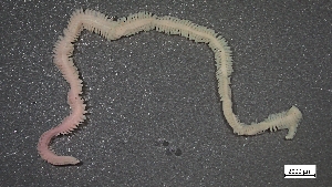  ( - MV23-I01-AN004)  @11 [ ] C (2025) Tara Macdonald Biologica Environmental Services Ltd.