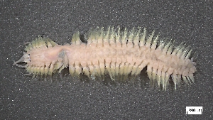  (Gattyana treadwelli - MV23-I01-AN008)  @11 [ ] C (2025) Tara Macdonald Biologica Environmental Services Ltd.