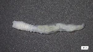  (Lanassa gracilis - MV23-I01-AN011)  @11 [ ] C (2025) Tara Macdonald Biologica Environmental Services Ltd.