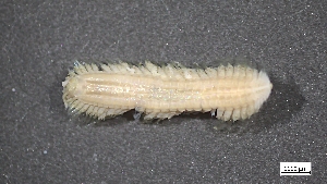  (Malmgreniella macginitiei - MV23-I01-AN016)  @11 [ ] C (2025) Tara Macdonald Biologica Environmental Services Ltd.