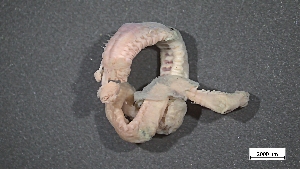  ( - MV23-I01-AN021)  @11 [ ] C (2025) Tara Macdonald Biologica Environmental Services Ltd.