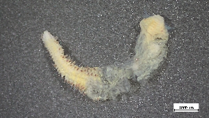  ( - MV23-I01-AN031)  @11 [ ] C (2025) Tara Macdonald Biologica Environmental Services Ltd.