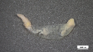  ( - MV23-I01-AN032)  @11 [ ] C (2025) Tara Macdonald Biologica Environmental Services Ltd.