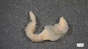  ( - MV23-I01-AN033)  @11 [ ] C (2025) Tara Macdonald Biologica Environmental Services Ltd.