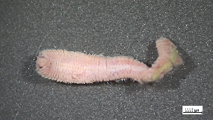  ( - MV23-I01-AN034)  @11 [ ] C (2025) Tara Macdonald Biologica Environmental Services Ltd.