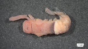  (Spiochaetopterus costarum - MV23-I01-AN036)  @11 [ ] C (2025) Tara Macdonald Biologica Environmental Services Ltd.