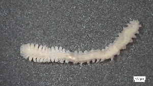  ( - MV23-I01-AN038)  @11 [ ] C (2025) Tara Macdonald Biologica Environmental Services Ltd.