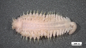  ( - MV23-I01-AN039)  @11 [ ] C (2025) Tara Macdonald Biologica Environmental Services Ltd.