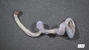  ( - MV23-I09-AN041)  @11 [ ] C (2025) Tara Macdonald Biologica Environmental Services Ltd.