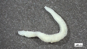  ( - MV23-I09-AN051)  @11 [ ] C (2025) Tara Macdonald Biologica Environmental Services Ltd.