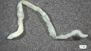  ( - MV23-I09-AN052)  @11 [ ] C (2025) Tara Macdonald Biologica Environmental Services Ltd.