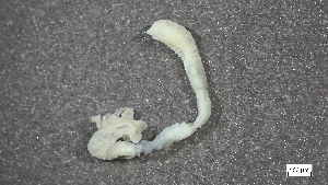  ( - MV23-I09-AN053)  @11 [ ] C (2025) Tara Macdonald Biologica Environmental Services Ltd.