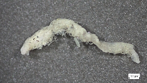  ( - MV23-I09-AN054)  @11 [ ] C (2025) Tara Macdonald Biologica Environmental Services Ltd.