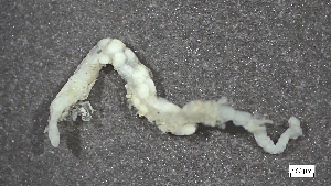  ( - MV23-I09-AN055)  @11 [ ] C (2025) Tara Macdonald Biologica Environmental Services Ltd.