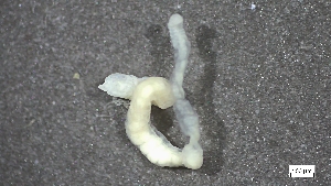  ( - MV23-I09-AN056)  @11 [ ] C (2025) Tara Macdonald Biologica Environmental Services Ltd.