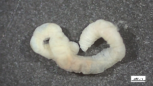  ( - MV23-I09-AN057)  @11 [ ] C (2025) Tara Macdonald Biologica Environmental Services Ltd.