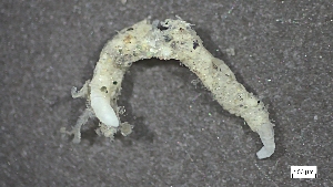  ( - MV23-I09-AN058)  @11 [ ] C (2025) Tara Macdonald Biologica Environmental Services Ltd.