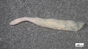  ( - MV23-I09-AN061)  @11 [ ] C (2025) Tara Macdonald Biologica Environmental Services Ltd.