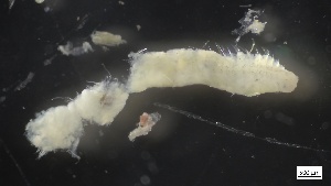  (Pseudopolydora kempi - S21-BB-P303)  @11 [ ] C (2022) Unspecified Biologica Environmental Services