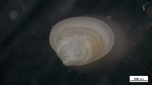  ( - S21-CB-M062)  @11 [ ] C (2022) Unspecified Biologica Environmental Services