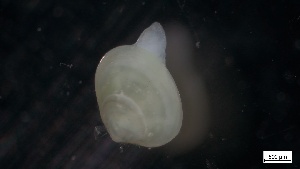  ( - S21-GB-M061)  @11 [ ] C (2022) Unspecified Biologica Environmental Services