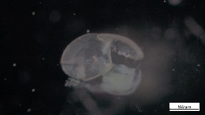  ( - S21-MA-M059)  @11 [ ] C (2022) Unspecified Biologica Environmental Services