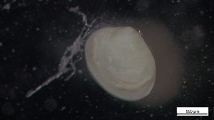  ( - S21-PB-M057)  @11 [ ] C (2022) Unspecified Biologica Environmental Services