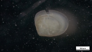  ( - S21-RW-M058)  @11 [ ] C (2022) Unspecified Biologica Environmental Services