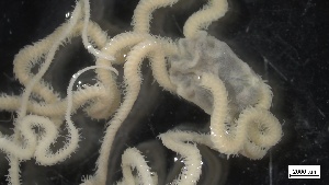  ( - S21-RW-E028)  @11 [ ] C (2022) Unspecified Biologica Environmental Services