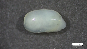  ( - S24-NU01-M002)  @11 [ ] C (2025) Tara Macdonald Biologica Environmental Services Ltd.