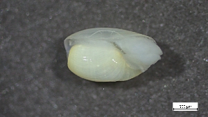  ( - S24-NU01-M002)  @11 [ ] C (2025) Tara Macdonald Biologica Environmental Services Ltd.