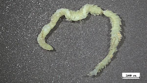  ( - S24-NU01-P005)  @11 [ ] C (2025) Tara Macdonald Biologica Environmental Services Ltd.