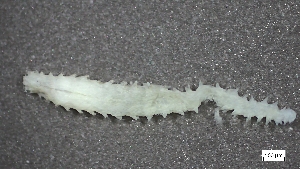  ( - S24-NU01-P012)  @11 [ ] C (2025) Tara Macdonald Biologica Environmental Services Ltd.