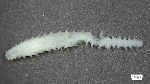  ( - S24-NU01-P012)  @11 [ ] C (2025) Tara Macdonald Biologica Environmental Services Ltd.