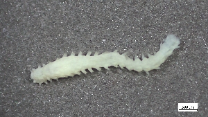  ( - S24-NU01-P013)  @11 [ ] C (2025) Tara Macdonald Biologica Environmental Services Ltd.