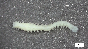  ( - S24-NU01-P013)  @11 [ ] C (2025) Tara Macdonald Biologica Environmental Services Ltd.