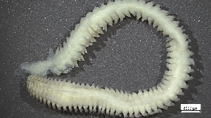  ( - S24-NU01-P015)  @11 [ ] C (2025) Tara Macdonald Biologica Environmental Services Ltd.