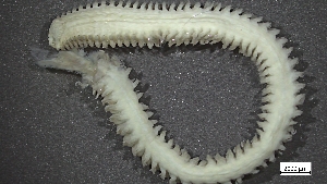  ( - S24-NU01-P015)  @11 [ ] C (2025) Tara Macdonald Biologica Environmental Services Ltd.