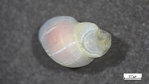  ( - S24-NU03-M009)  @11 [ ] C (2025) Tara Macdonald Biologica Environmental Services Ltd.