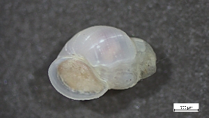  ( - S24-NU03-M009)  @11 [ ] C (2025) Tara Macdonald Biologica Environmental Services Ltd.