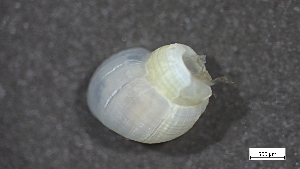  ( - S24-NU06-M017)  @11 [ ] C (2025) Tara Macdonald Biologica Environmental Services Ltd.