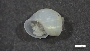  ( - S24-NU06-M017)  @11 [ ] C (2025) Tara Macdonald Biologica Environmental Services Ltd.