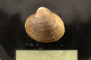  ( - S24-NU06-M018)  @11 [ ] C (2025) Tara Macdonald Biologica Environmental Services Ltd.